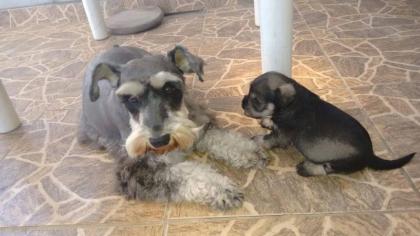Lindos filhotes disponíveis
