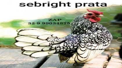 Ovos galados férteis da raça galinha sebright prata e dourado ? zebraite para chocar mini galinhas miniaturas