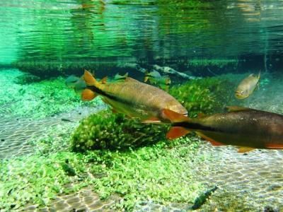 Venha Conhecer Os Encantos Da Barra Do Sucuri Em Bonito