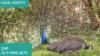 Venda de filhotes de pavão azul – ovos galados Barroso Barbacena São João Del rei