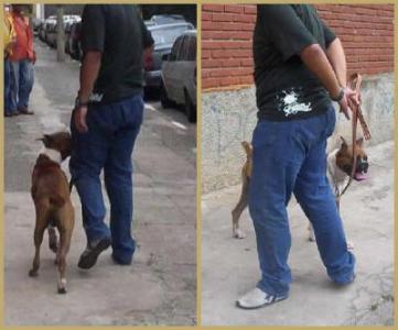 Adestrador de cães Tatuapé