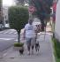 Dog Walker Tatuapé
