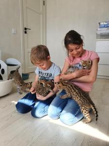 Adoráveis ​​gatinhos Serval, Caracal e Savannah disponíveis