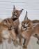 Adoráveis ​​gatinhos Serval, Caracal e Savannah disponíveis